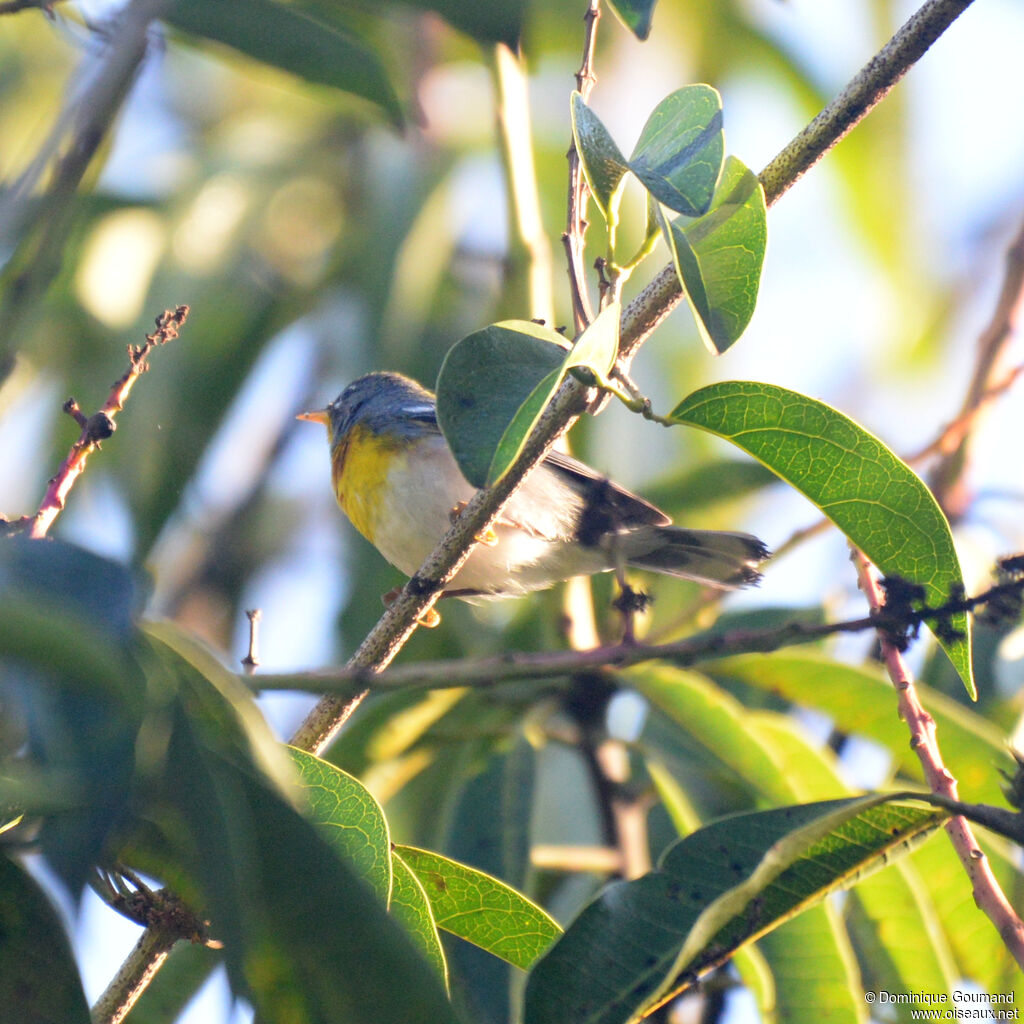 Paruline à collieradulte, identification