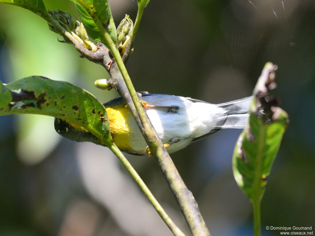 Paruline à collier mâle adulte, identification