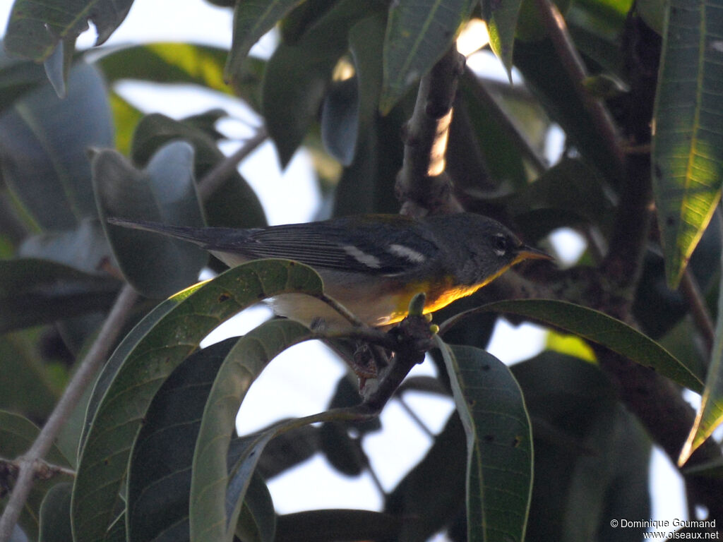 Paruline à collieradulte, identification