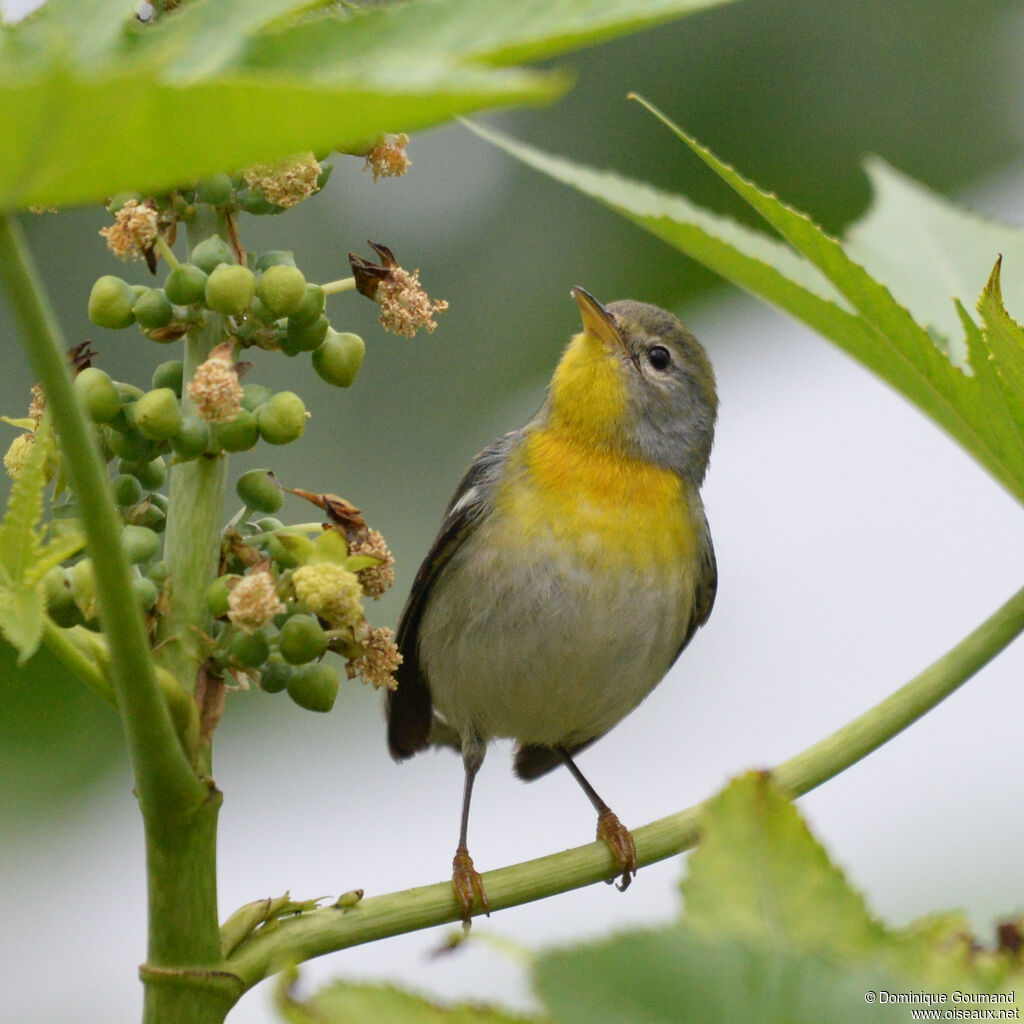 Paruline à collier femelle adulte, identification