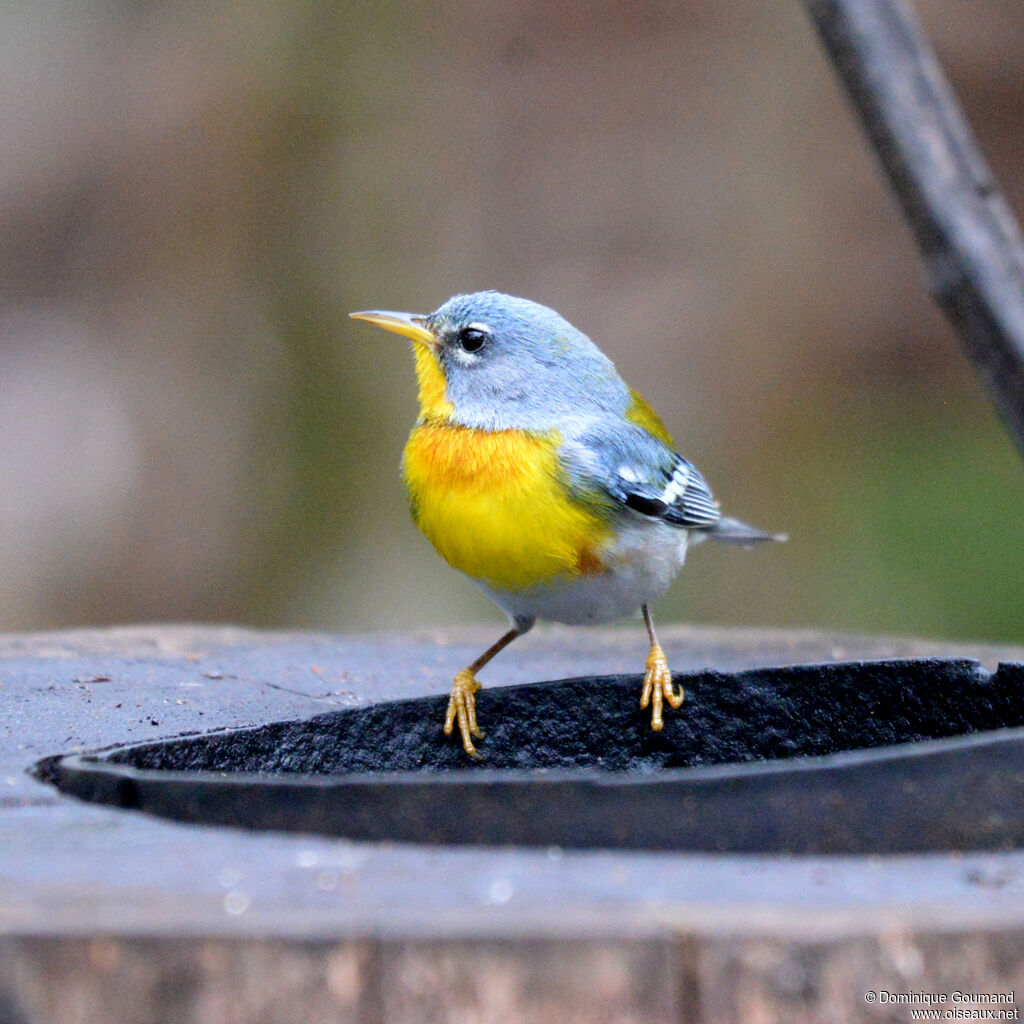 Paruline à collieradulte, identification