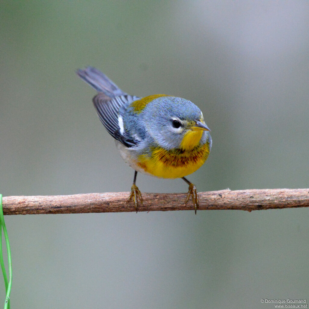 Paruline à collier mâle adulte, identification