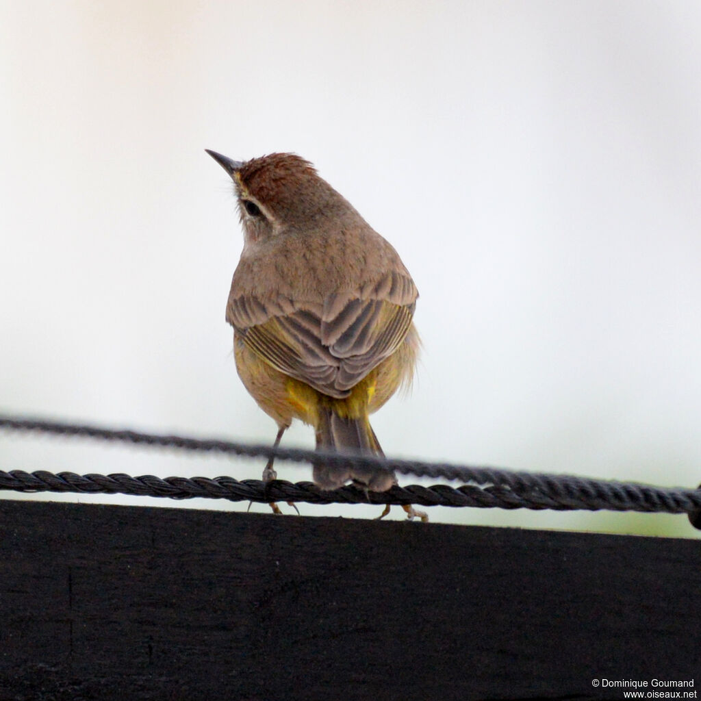 Paruline à couronne rousseadulte, identification
