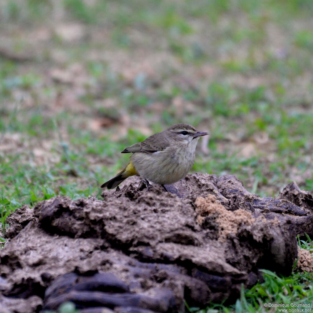 Paruline à couronne rousse