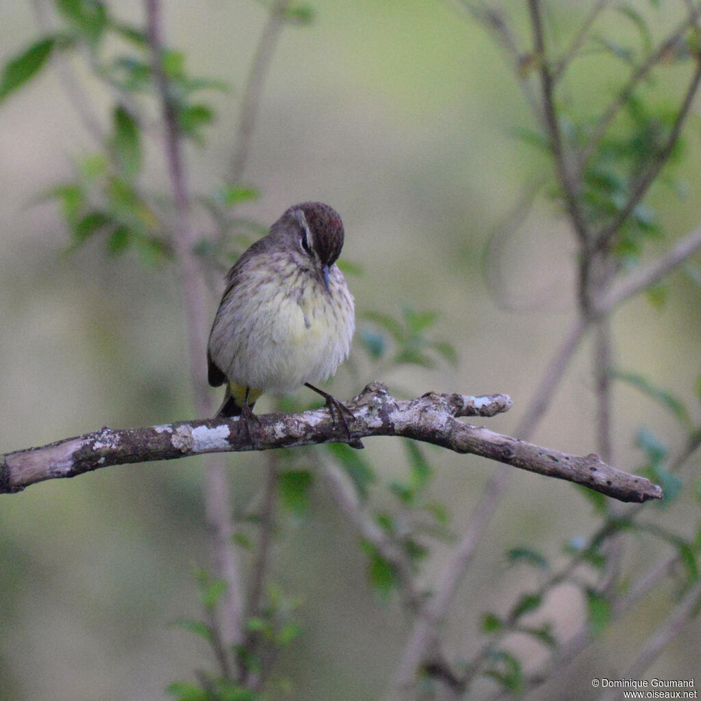 Paruline à couronne rousse