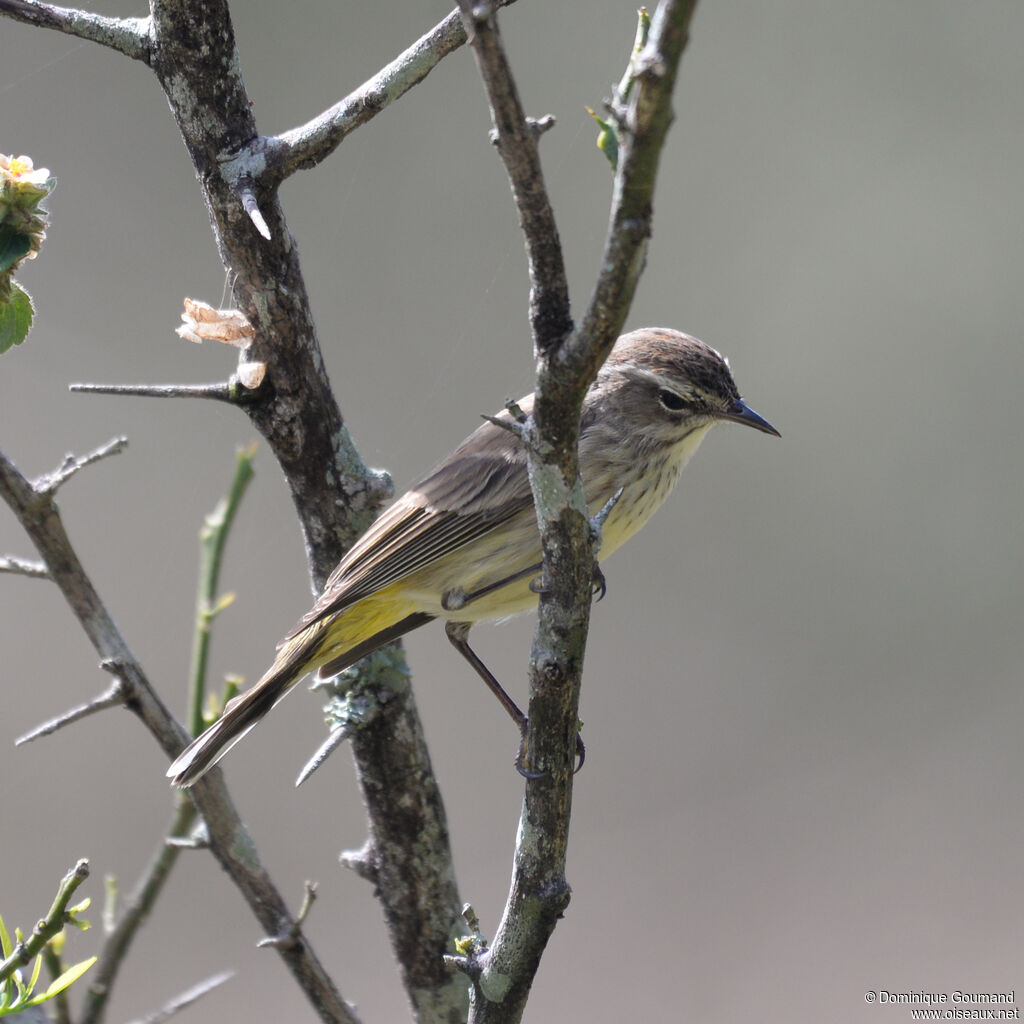 Paruline à couronne rousse