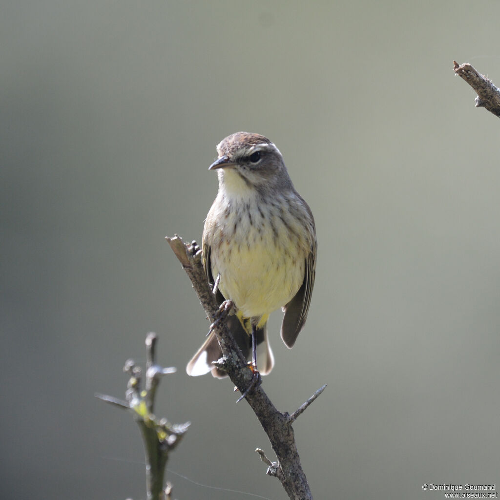 Paruline à couronne rousse