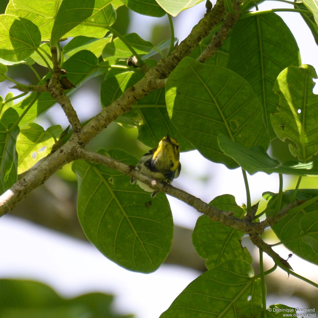 Paruline à gorge noire femelle adulte, identification
