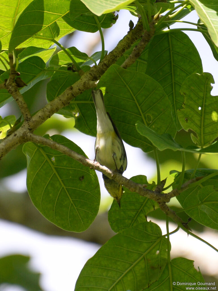 Paruline à gorge noire femelle adulte, identification