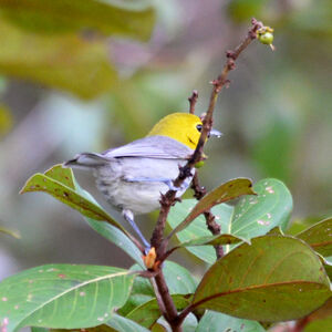 Paruline de Fernandina