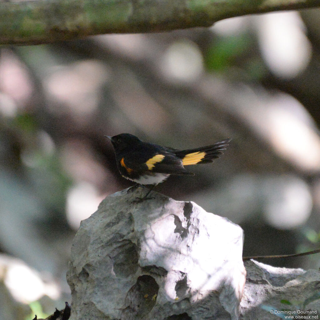 Paruline flamboyante mâle adulte, identification