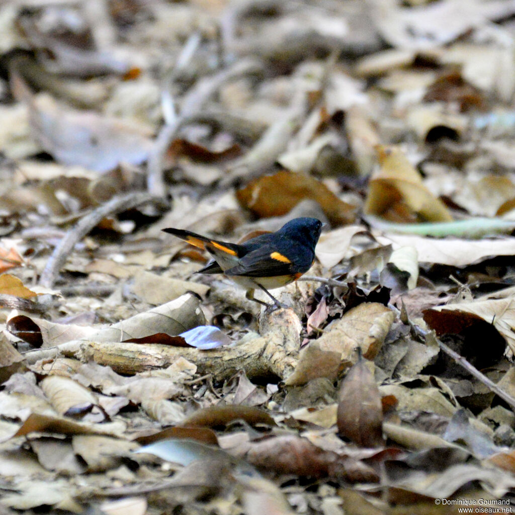 Paruline flamboyante