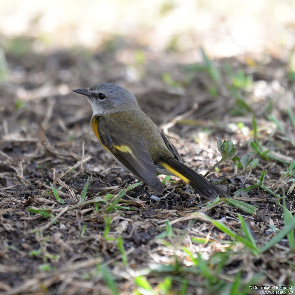 Paruline flamboyante femelle adulte, identification