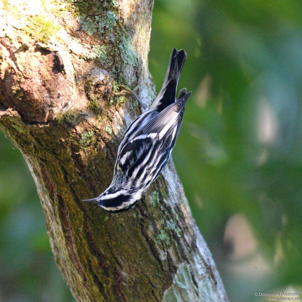 Paruline noir et blanc