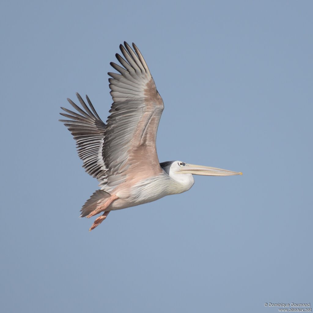 Pink-backed Pelicanadult, Flight
