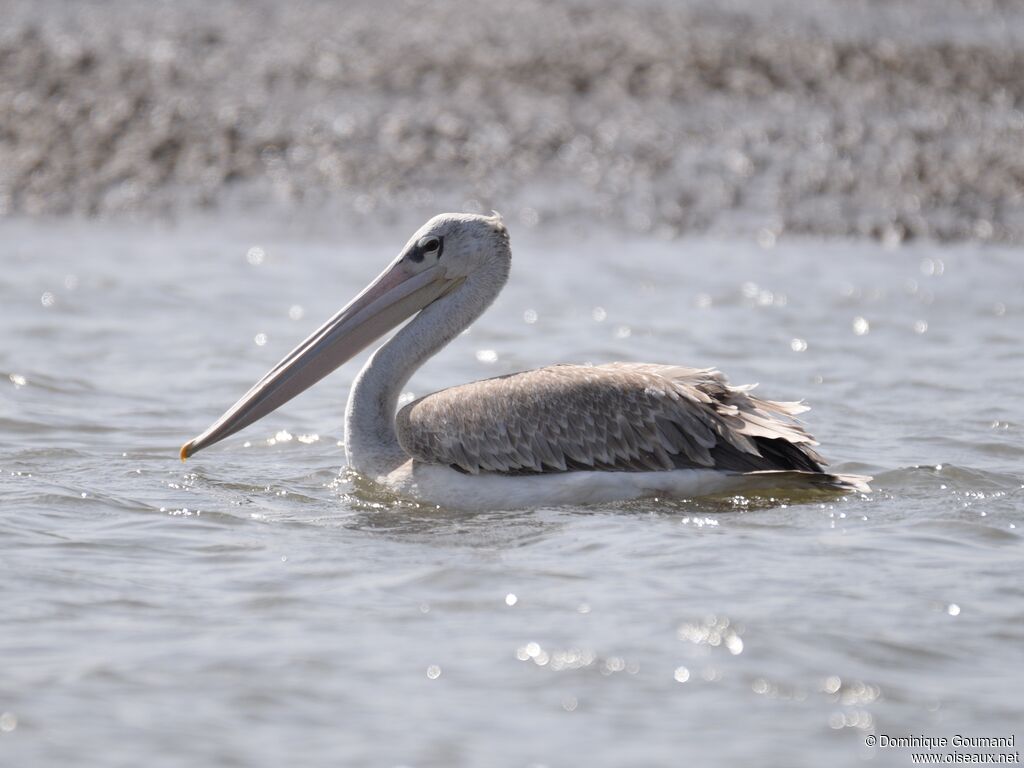 Pink-backed Pelicanadult, swimming