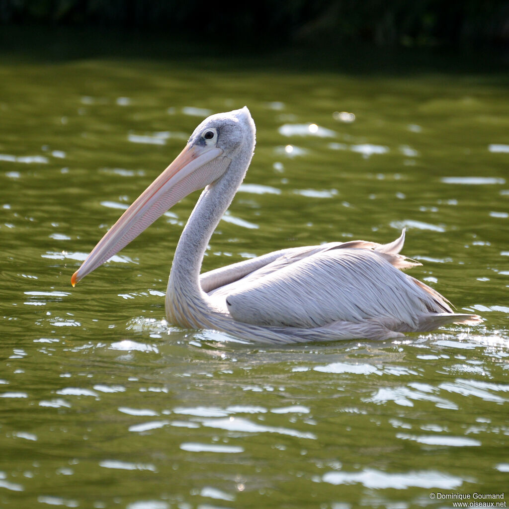Pink-backed Pelicanadult, identification, swimming