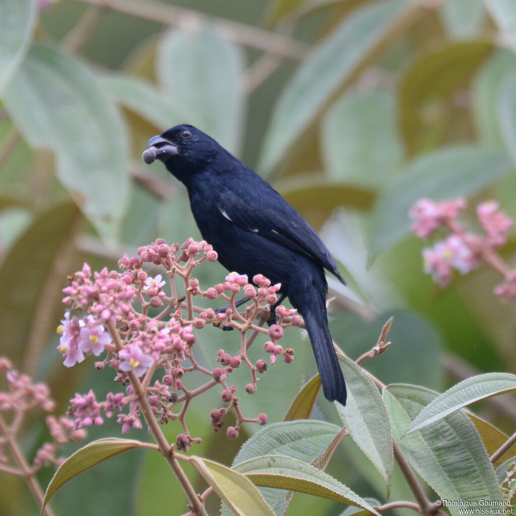 Cuban Bullfinch