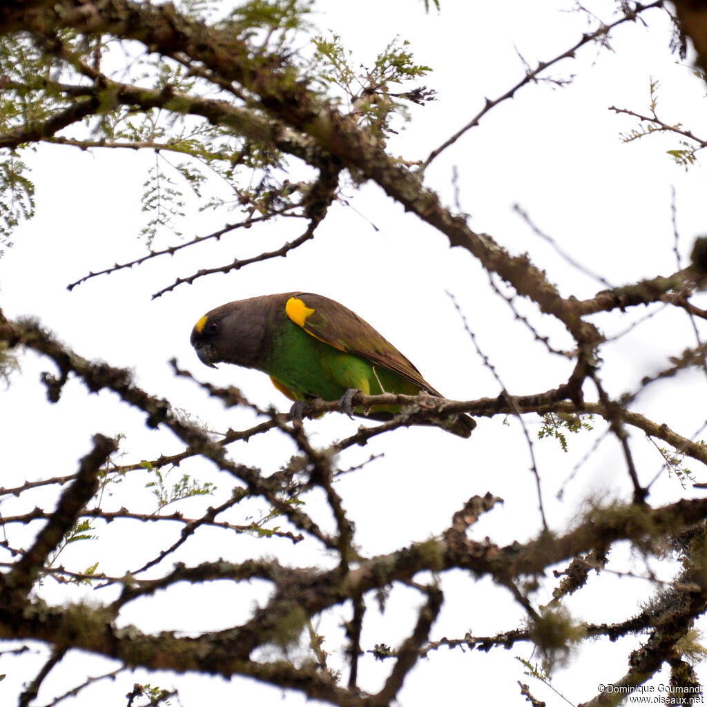 Perroquet de Meyeradulte, identification