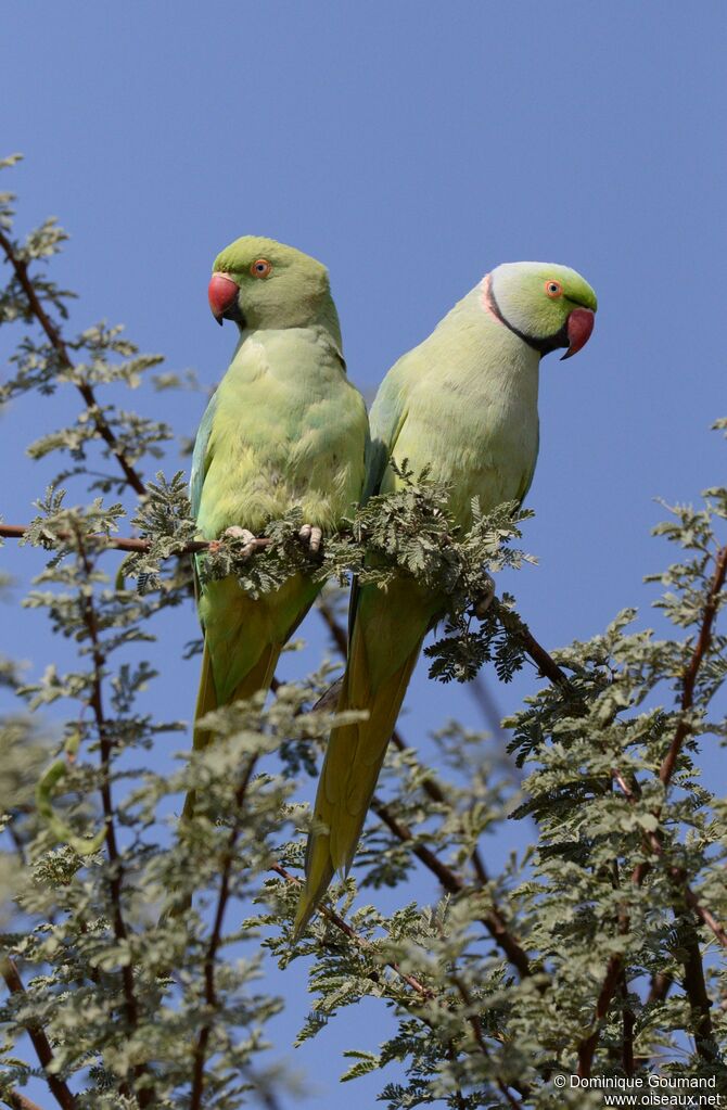 Rose-ringed Parakeetadult