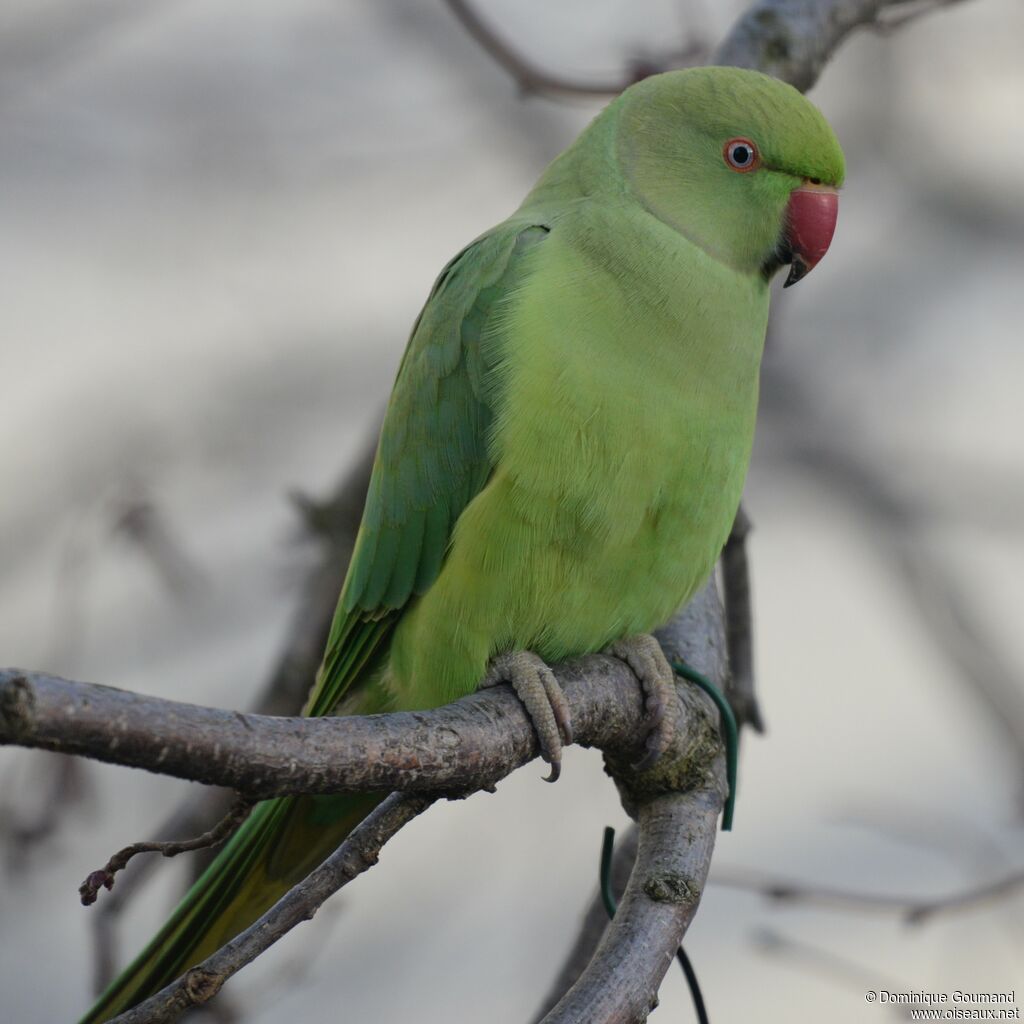 Rose-ringed Parakeet female
