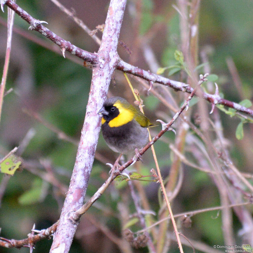 Cuban Grassquit