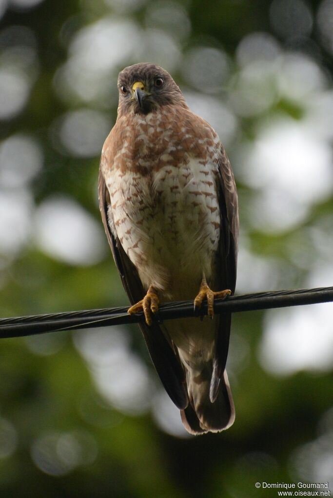 Broad-winged Hawkadult