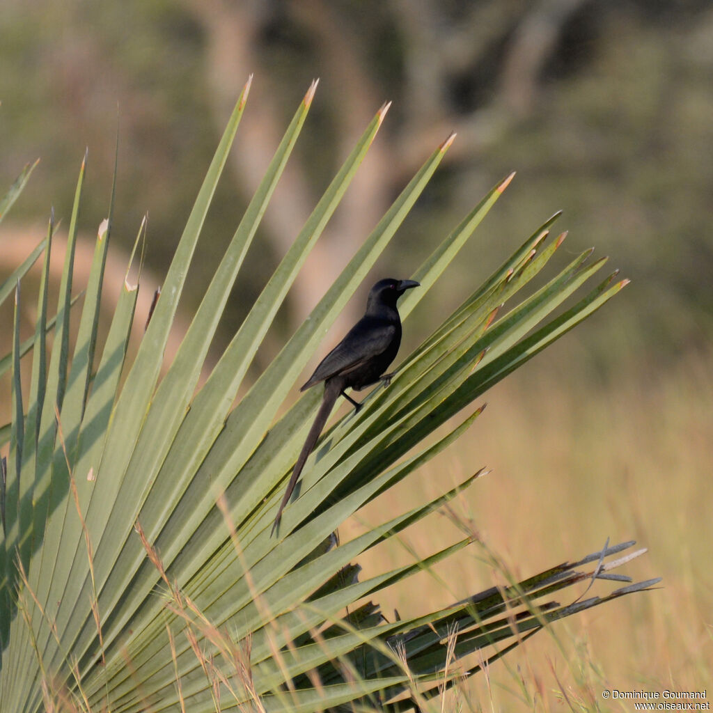 Piapiacadult, identification