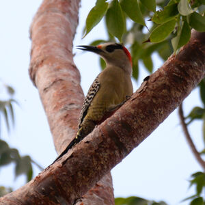 Pic à sourcils noirs