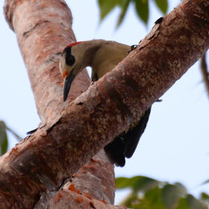 Pic à sourcils noirs