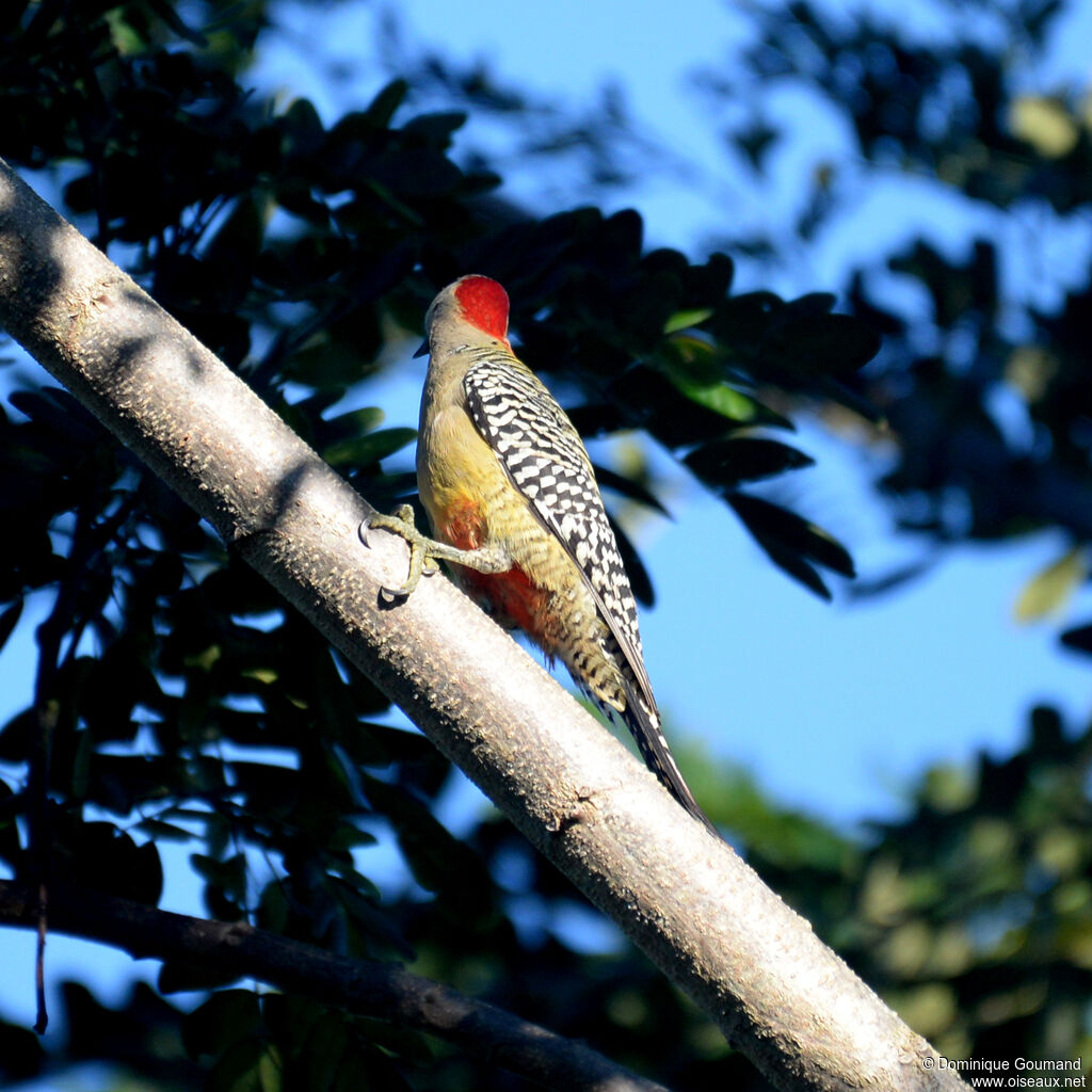 Pic à sourcils noirs