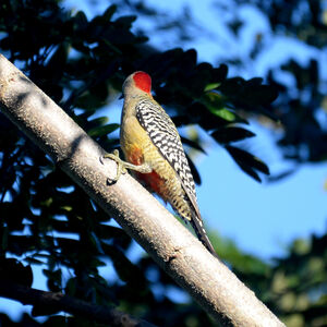 Pic à sourcils noirs