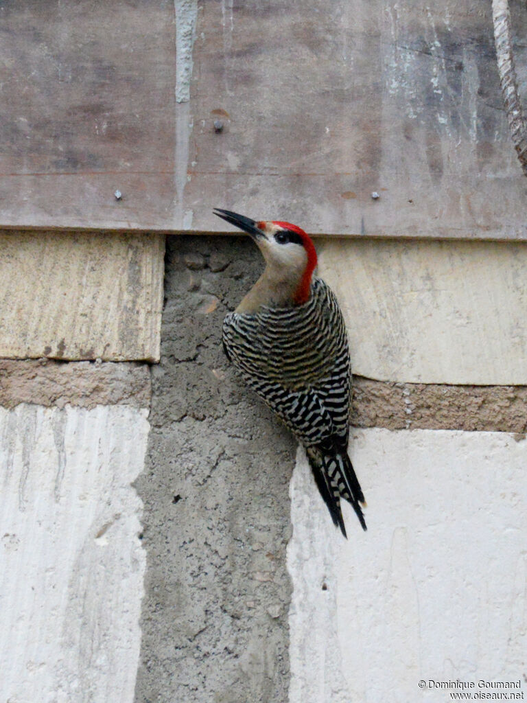 Pic à sourcils noirs mâle adulte, identification