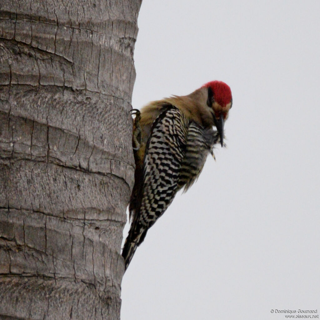 Pic à sourcils noirs mâle adulte, identification