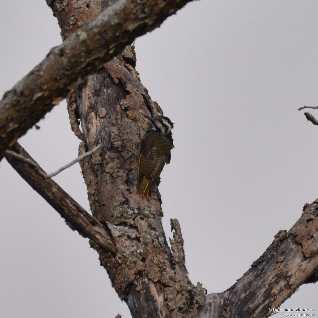 Bearded Woodpecker female adult, identification