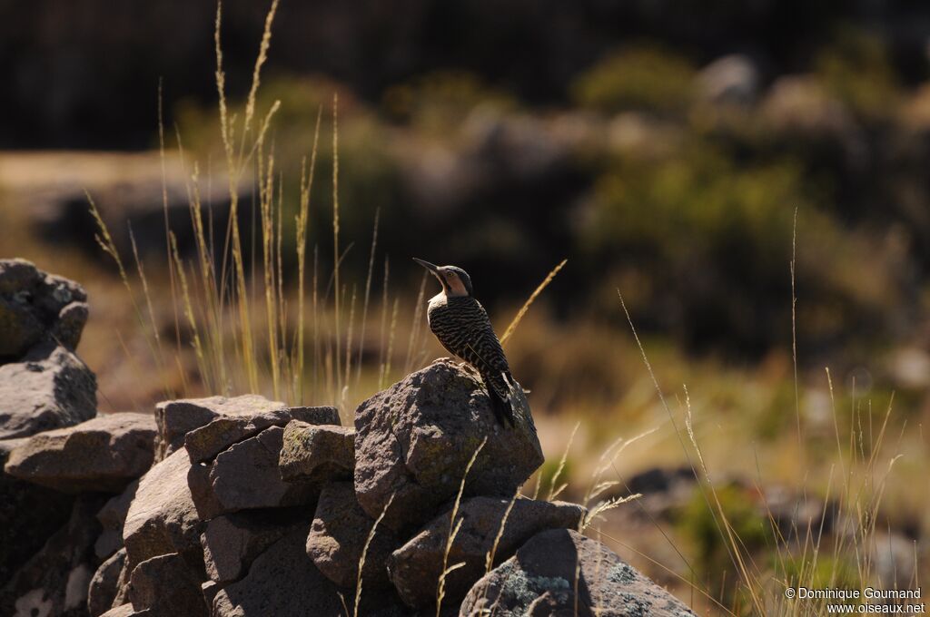 Pic des rochers