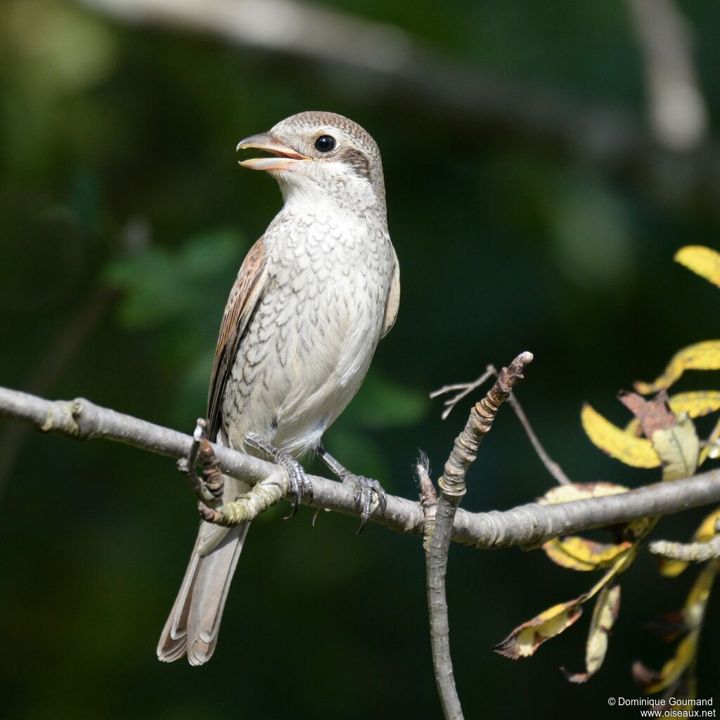 Red-backed Shrike female adult