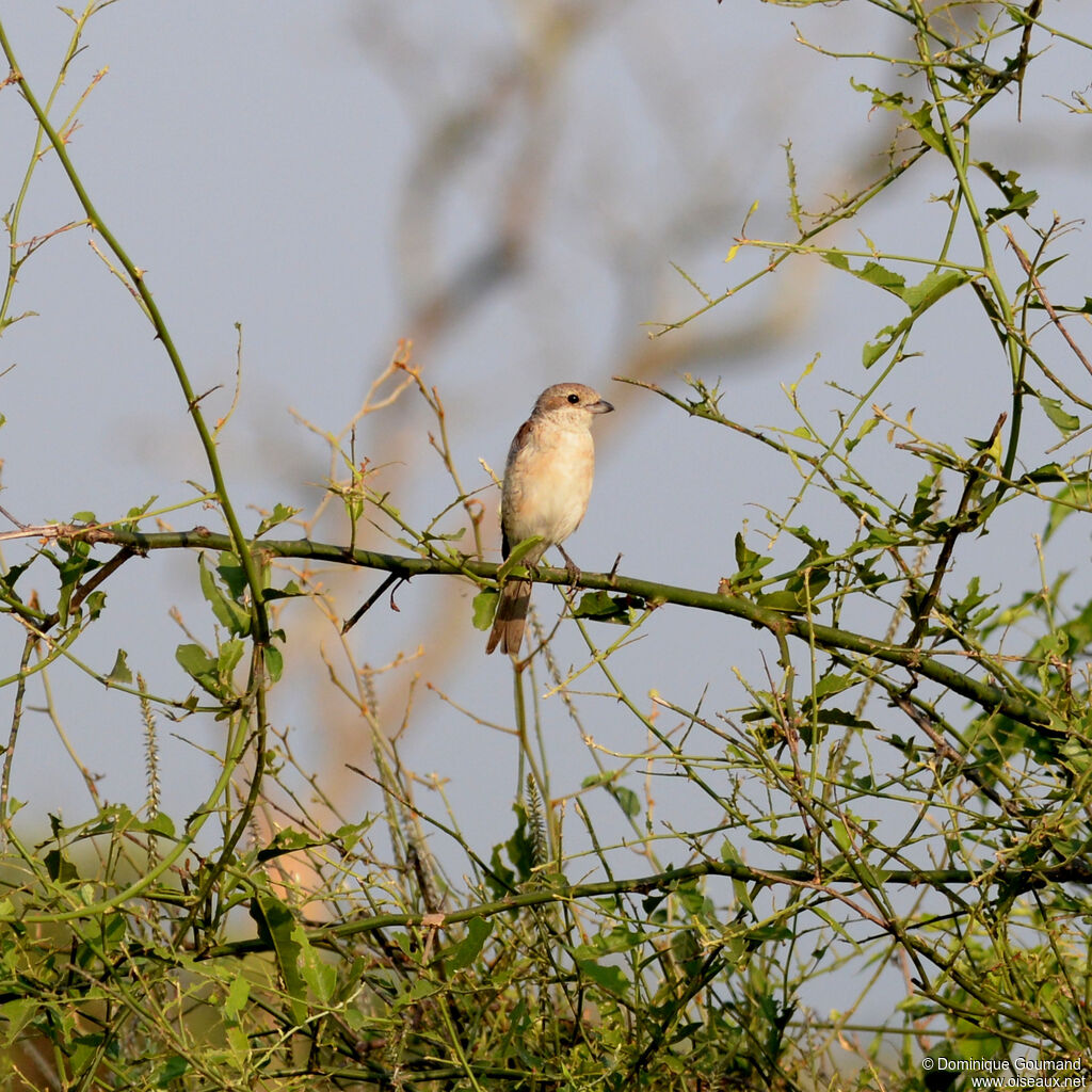 Pie-grièche écorcheur femelle adulte, identification
