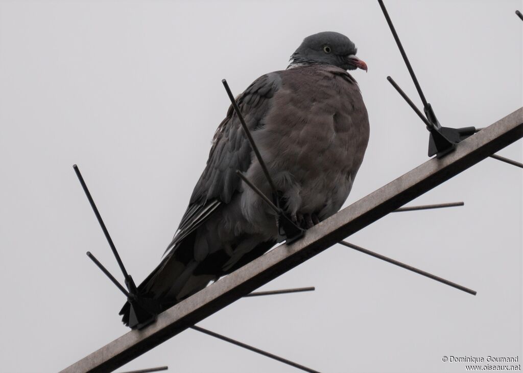 Pigeon ramieradulte