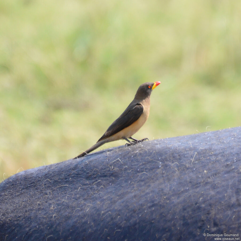 Yellow-billed Oxpeckeradult, identification
