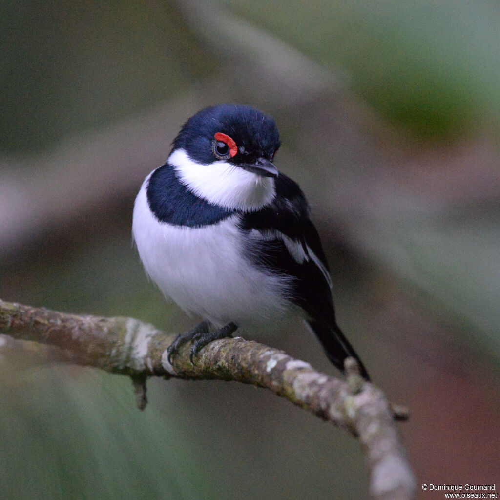 Pririt à collier mâle adulte, identification