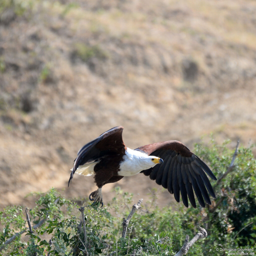 African Fish Eagleadult, Flight
