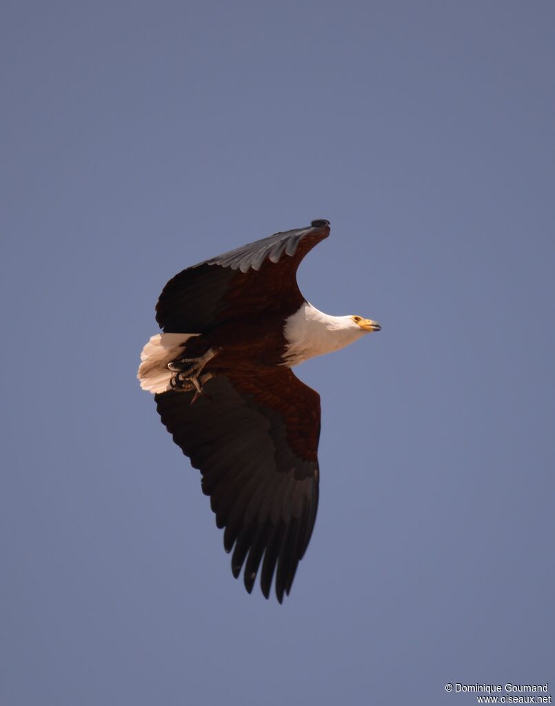 African Fish Eagle