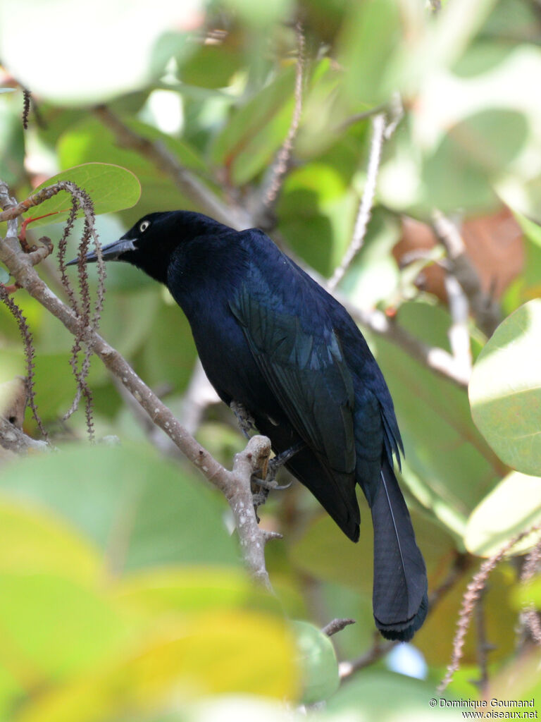 Quiscale noir mâle adulte, identification