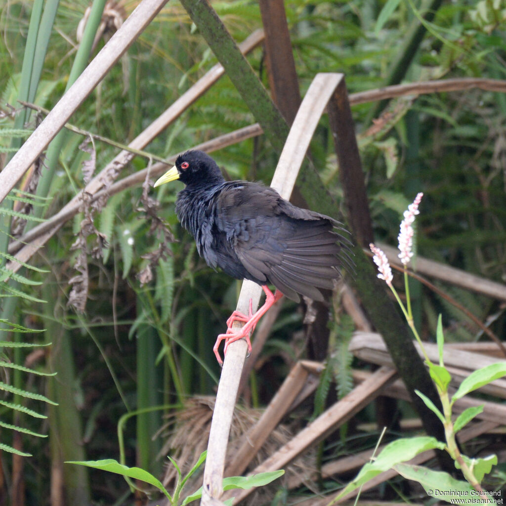 Râle à bec jauneadulte, identification