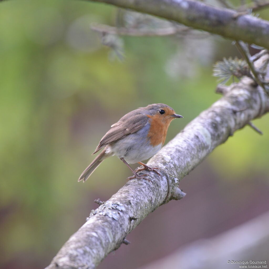 European Robin