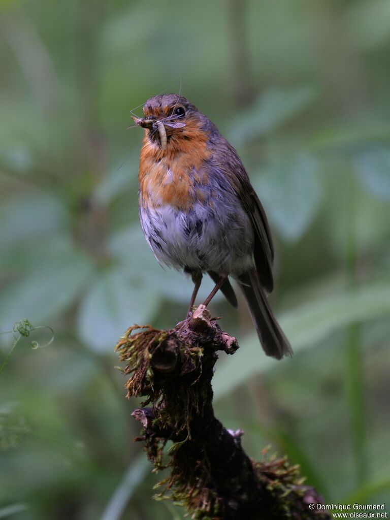 European Robin