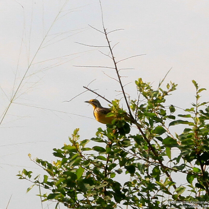 Yellow-throated Longclaw male adult