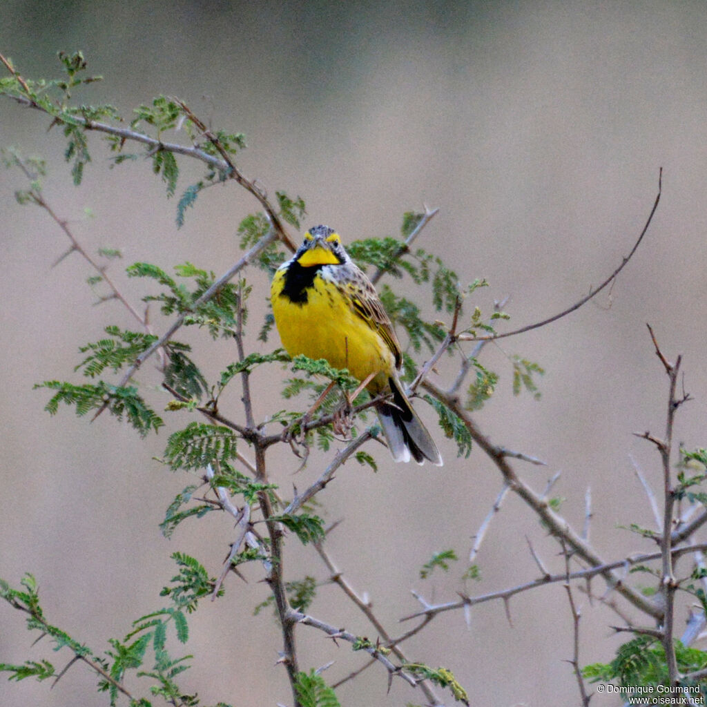 Yellow-throated Longclaw male adult, identification