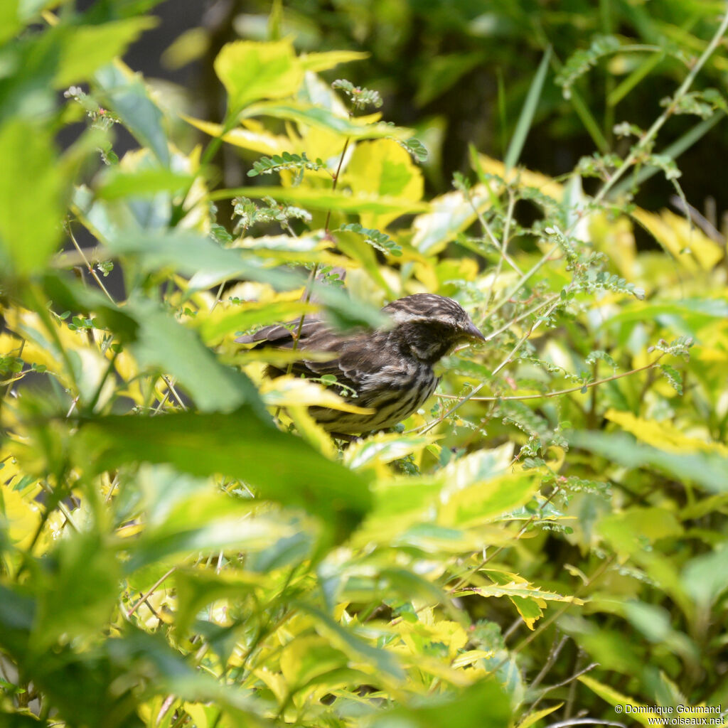 Serin striéadulte, identification, mange